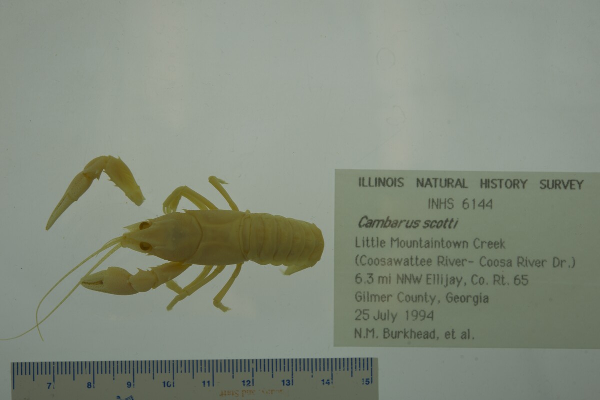 Cambarus scotti image